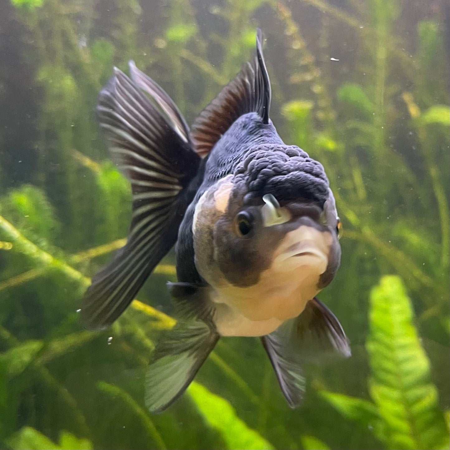 the-fish-farm Goldfish 9cm Oranda - Panda one only -2 Panda Oranda - The Fish Farm Australia
