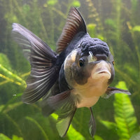the-fish-farm Goldfish 9cm Oranda - Panda one only -2 Panda Oranda - The Fish Farm Australia