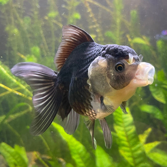 the-fish-farm Goldfish 9cm Oranda - Panda one only -2 Panda Oranda - The Fish Farm Australia
