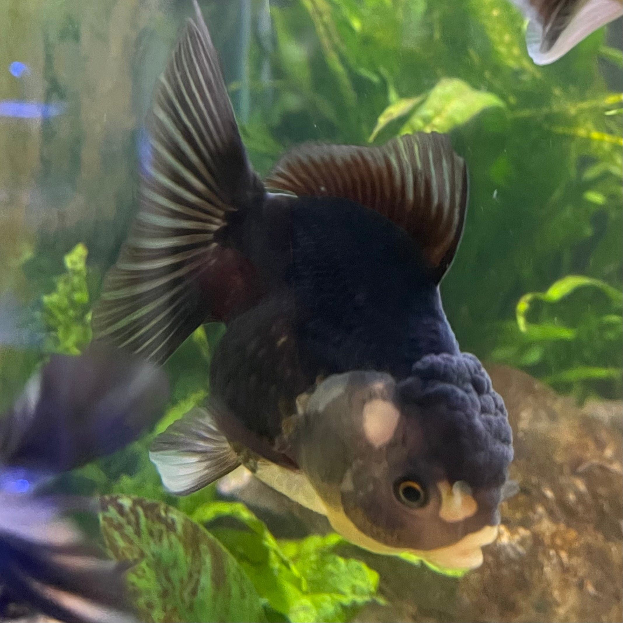 the-fish-farm Goldfish 9cm Oranda - Panda one only -2 Panda Oranda - The Fish Farm Australia