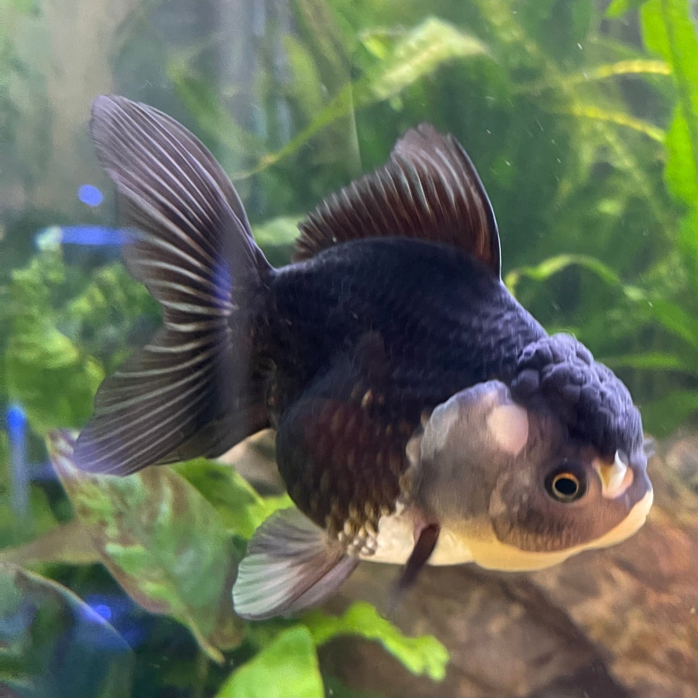 the-fish-farm Goldfish 9cm Oranda - Panda one only -2 Panda Oranda - The Fish Farm Australia