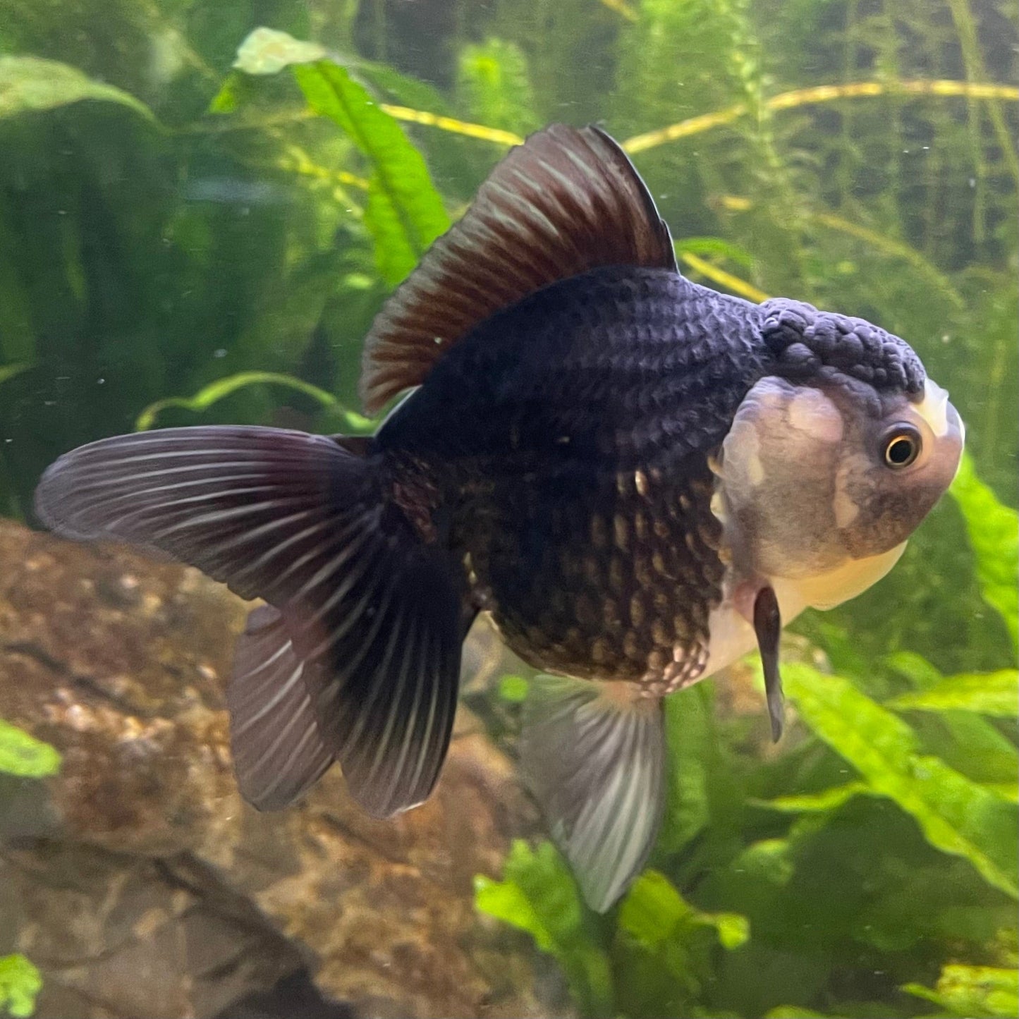 the-fish-farm Goldfish 9cm Oranda - Panda one only -2 Panda Oranda - The Fish Farm Australia
