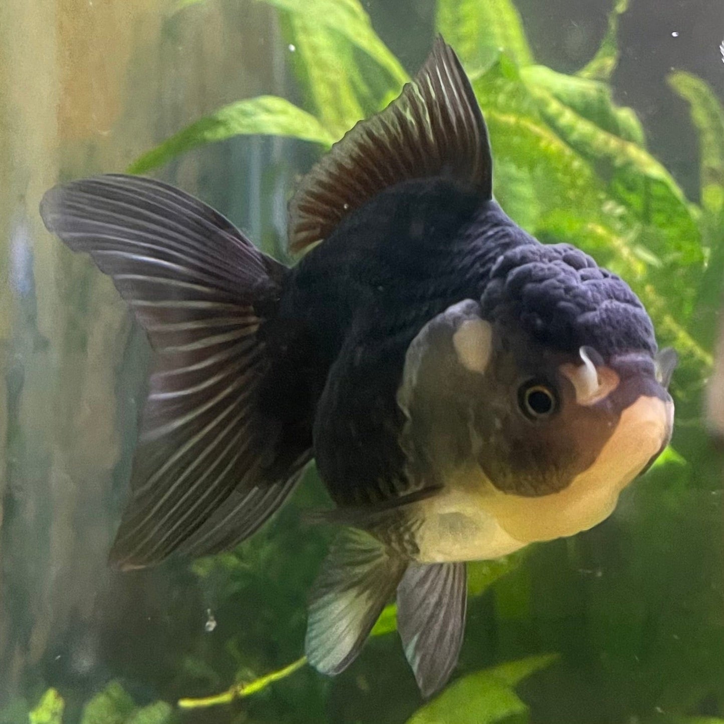 the-fish-farm Goldfish 9cm Oranda - Panda one only -2 Panda Oranda - The Fish Farm Australia