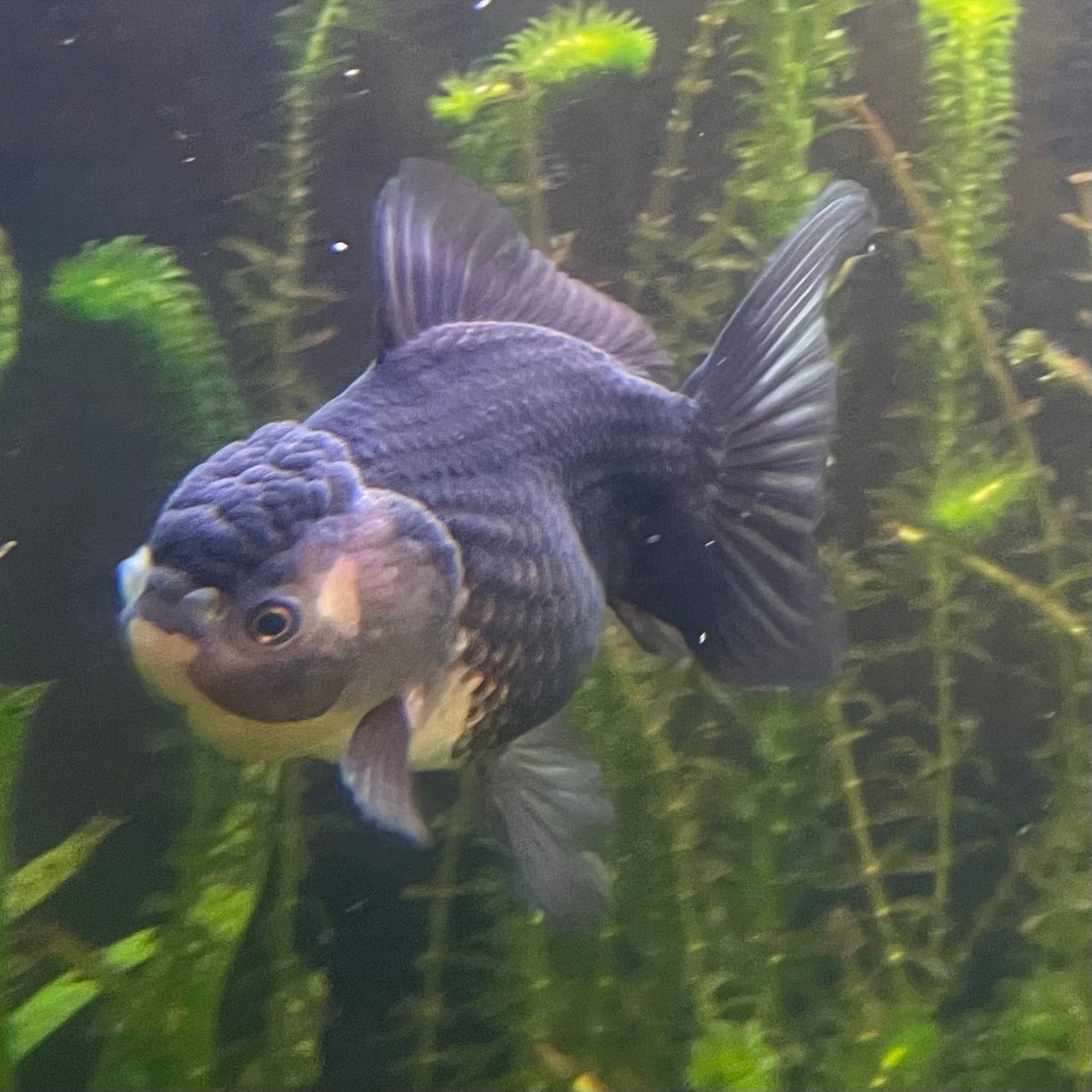 the-fish-farm Goldfish 9cm Oranda - Panda one only -2 Panda Oranda - The Fish Farm Australia