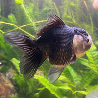 the-fish-farm Goldfish 9cm Oranda - Panda one only -2 Panda Oranda - The Fish Farm Australia