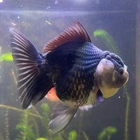 the-fish-farm Goldfish 9cm Oranda - Panda one only -2 Panda Oranda - The Fish Farm Australia