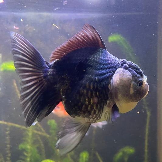 the-fish-farm Goldfish 9cm Oranda - Panda one only -2 Panda Oranda - The Fish Farm Australia