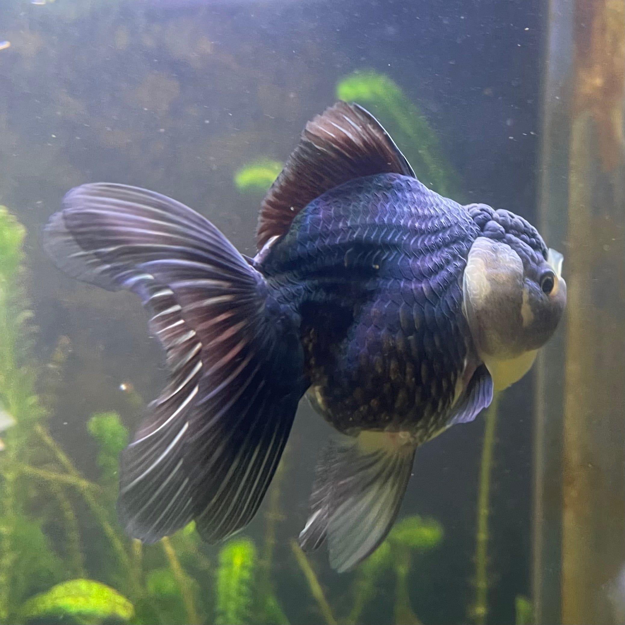 the-fish-farm Goldfish 9cm Oranda - Panda one only -2 Panda Oranda - The Fish Farm Australia