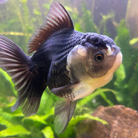 the-fish-farm Goldfish 9cm Oranda - Panda one only -2 Panda Oranda - The Fish Farm Australia