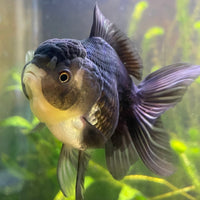 the-fish-farm Goldfish 9cm Oranda - Panda one only -2 Panda Oranda - The Fish Farm Australia