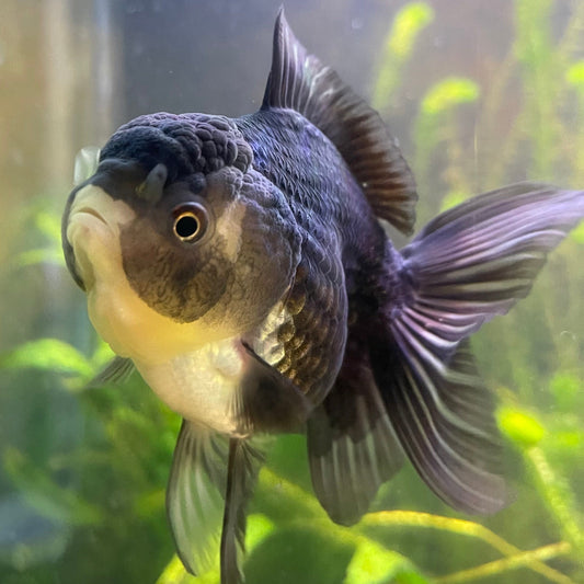 the-fish-farm Goldfish 9cm Oranda - Panda one only -2 Panda Oranda - The Fish Farm Australia