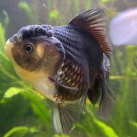 the-fish-farm Goldfish 9cm Oranda - Panda one only -2 Panda Oranda - The Fish Farm Australia