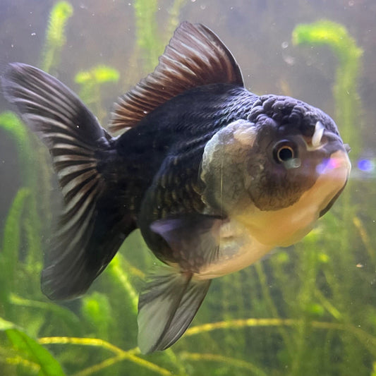 the-fish-farm Goldfish 9cm Oranda - Panda one only -2 Panda Oranda - The Fish Farm Australia