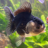 the-fish-farm Goldfish 9cm Oranda - Panda one only -2 Panda Oranda - The Fish Farm Australia