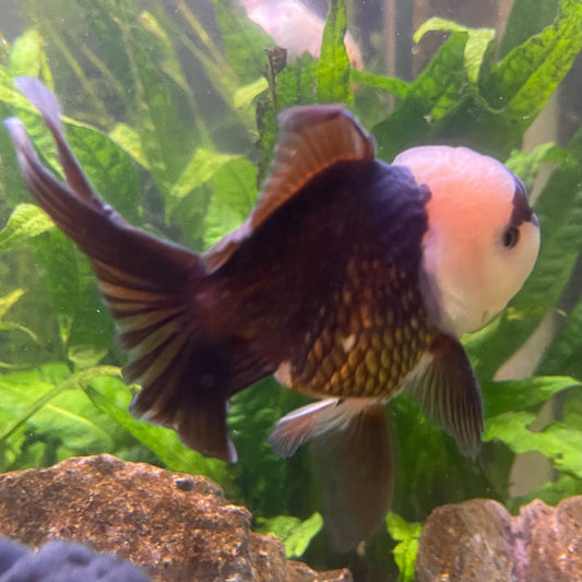 the-fish-farm Goldfish 9cm Oranda - Panda one only -3 Panda Oranda - The Fish Farm Australia