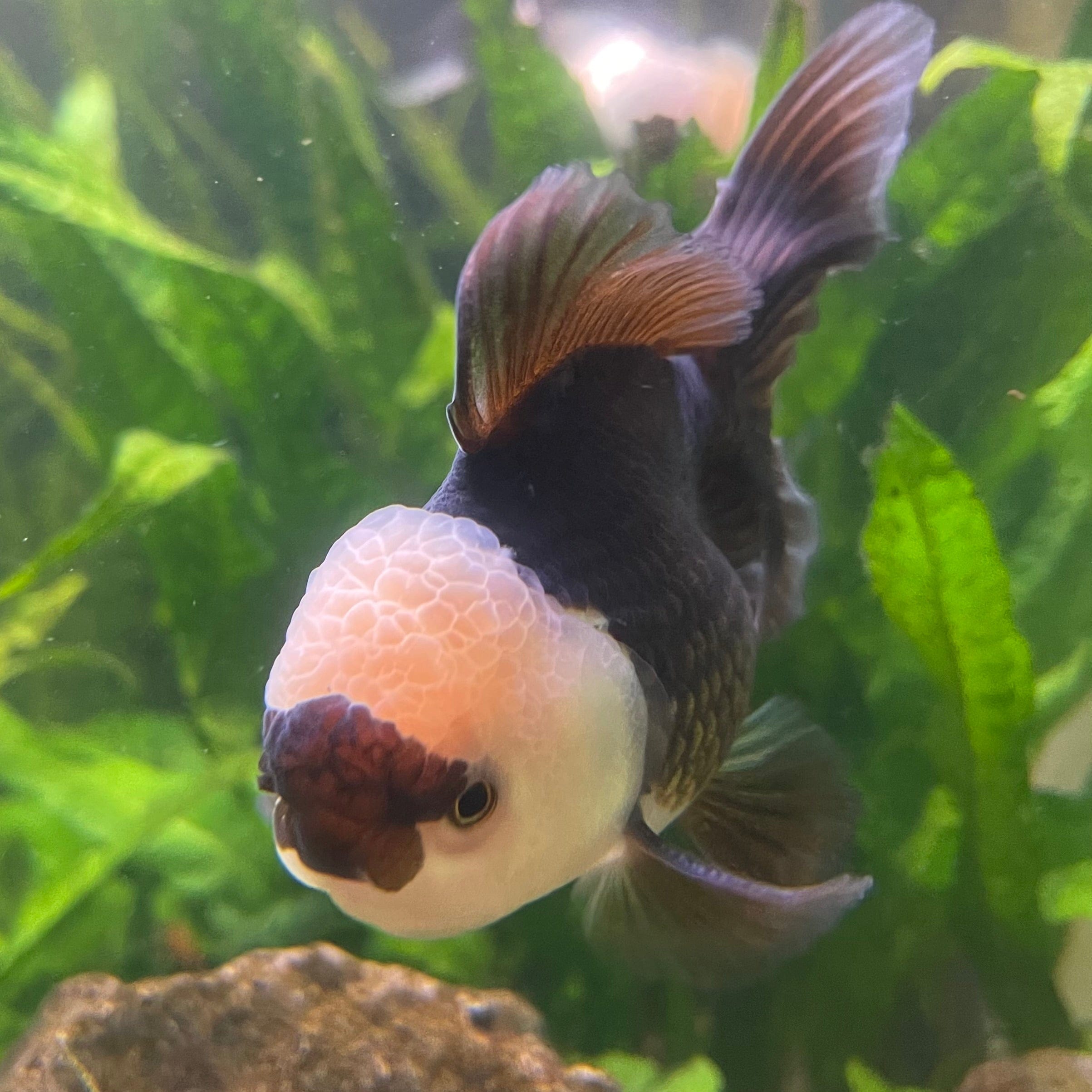 the-fish-farm Goldfish 9cm Oranda - Panda one only -3 Panda Oranda - The Fish Farm Australia