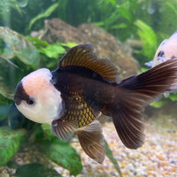 the-fish-farm Goldfish 9cm Oranda - Panda one only -3 Panda Oranda - The Fish Farm Australia