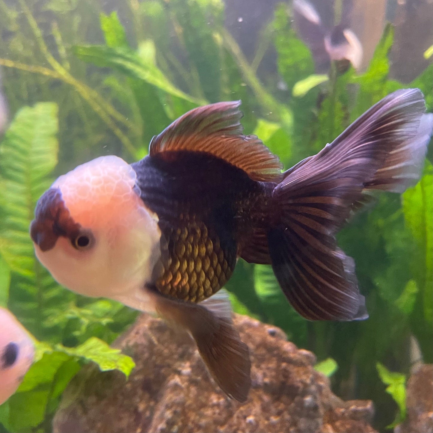 the-fish-farm Goldfish 9cm Oranda - Panda one only -3 Panda Oranda - The Fish Farm Australia