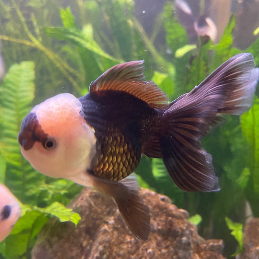 the-fish-farm Goldfish 9cm Oranda - Panda one only -3 Panda Oranda - The Fish Farm Australia