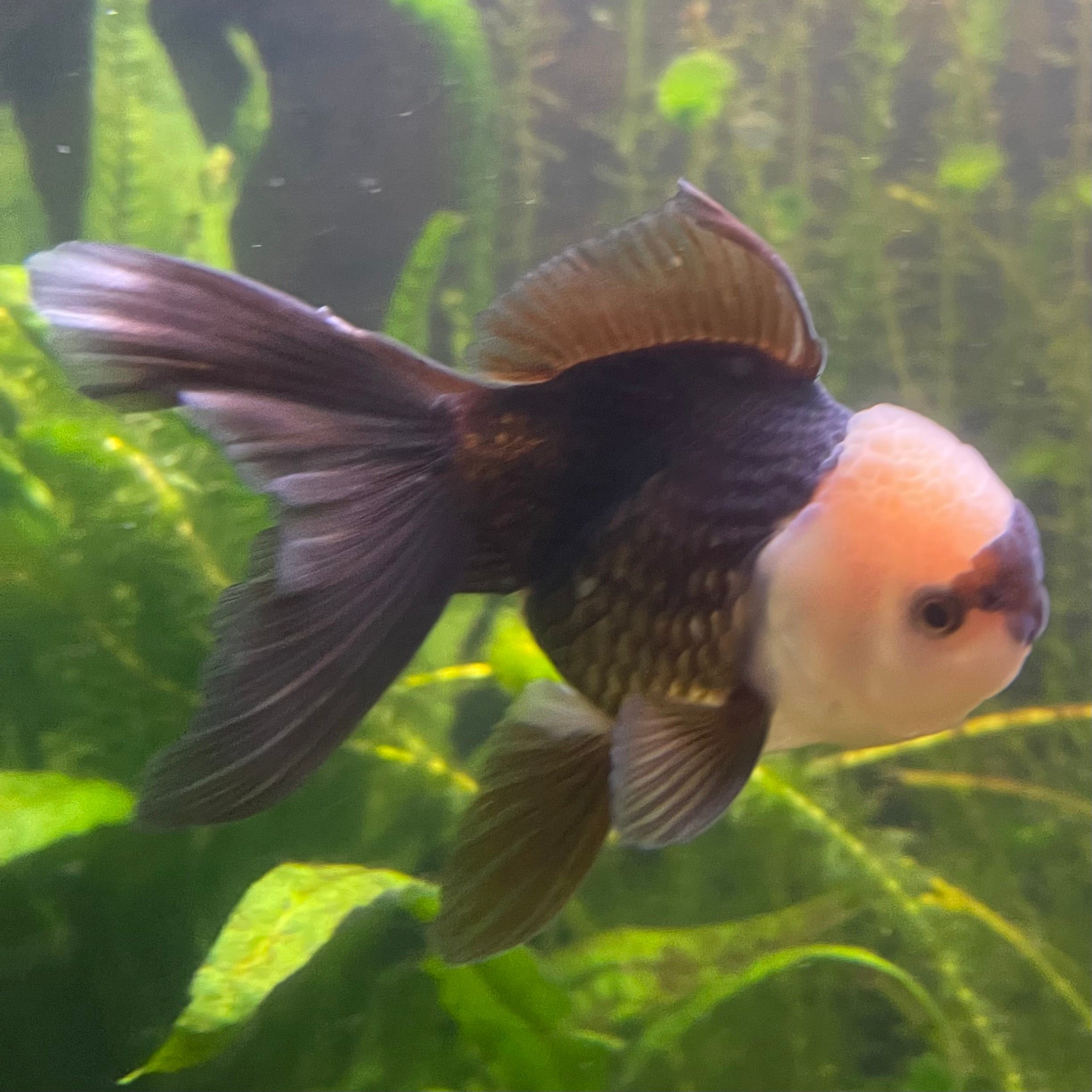 the-fish-farm Goldfish 9cm Oranda - Panda one only -3 Panda Oranda - The Fish Farm Australia