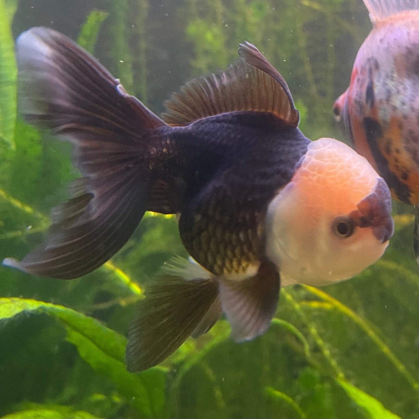 the-fish-farm Goldfish 9cm Oranda - Panda one only -3 Panda Oranda - The Fish Farm Australia