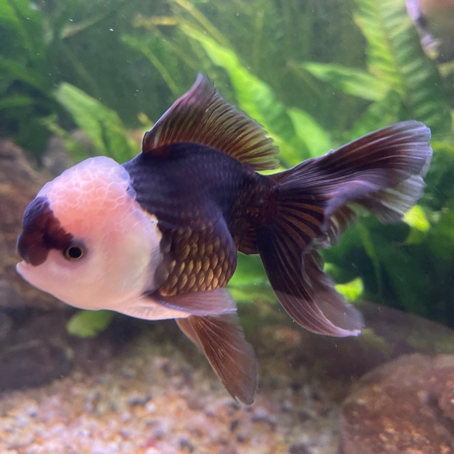 the-fish-farm Goldfish 9cm Oranda - Panda one only -3 Panda Oranda - The Fish Farm Australia