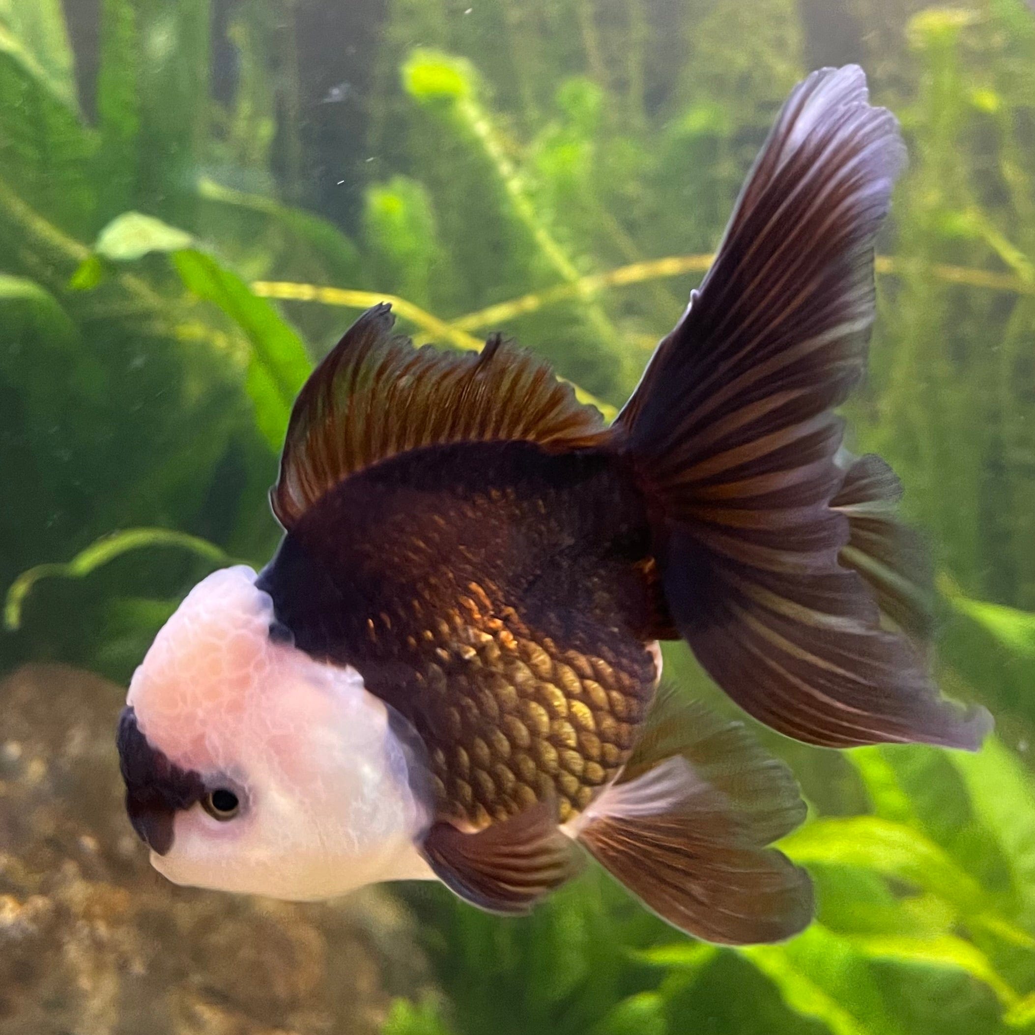 the-fish-farm Goldfish 9cm Oranda - Panda one only -3 Panda Oranda - The Fish Farm Australia