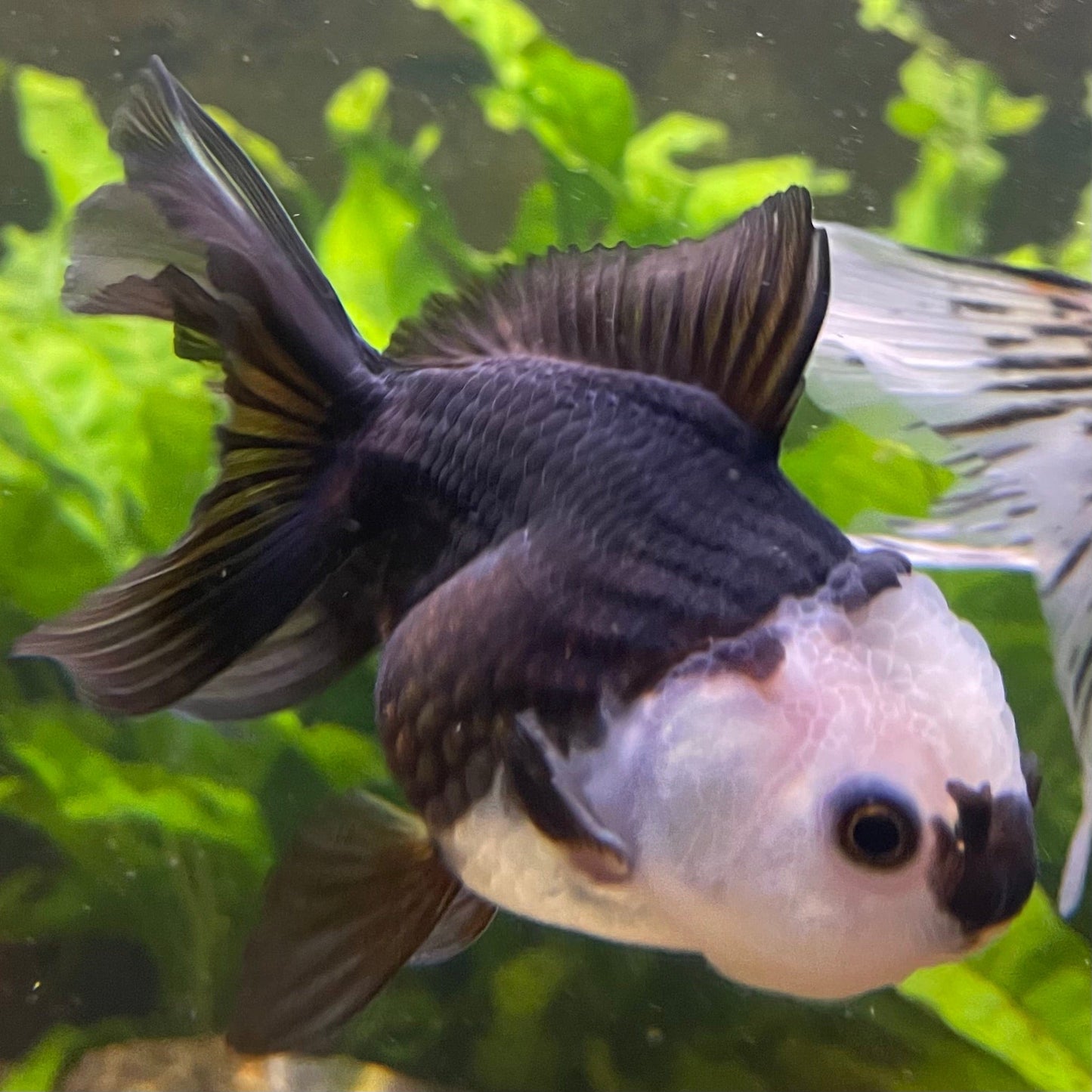 the-fish-farm Goldfish 9cm Oranda - Panda one only -3 Panda Oranda - The Fish Farm Australia