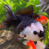 the-fish-farm Goldfish 9cm Oranda - Panda one only -3 Panda Oranda - The Fish Farm Australia