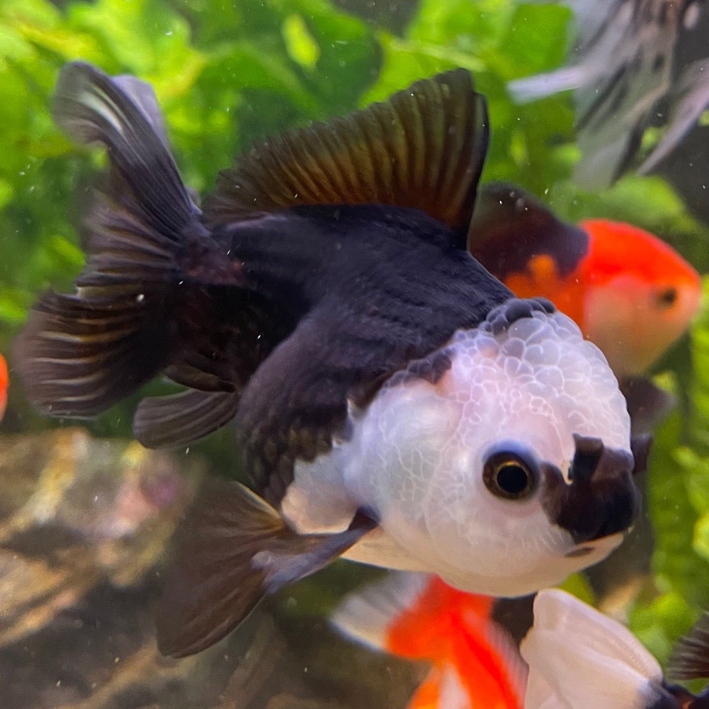 the-fish-farm Goldfish 9cm Oranda - Panda one only -3 Panda Oranda - The Fish Farm Australia