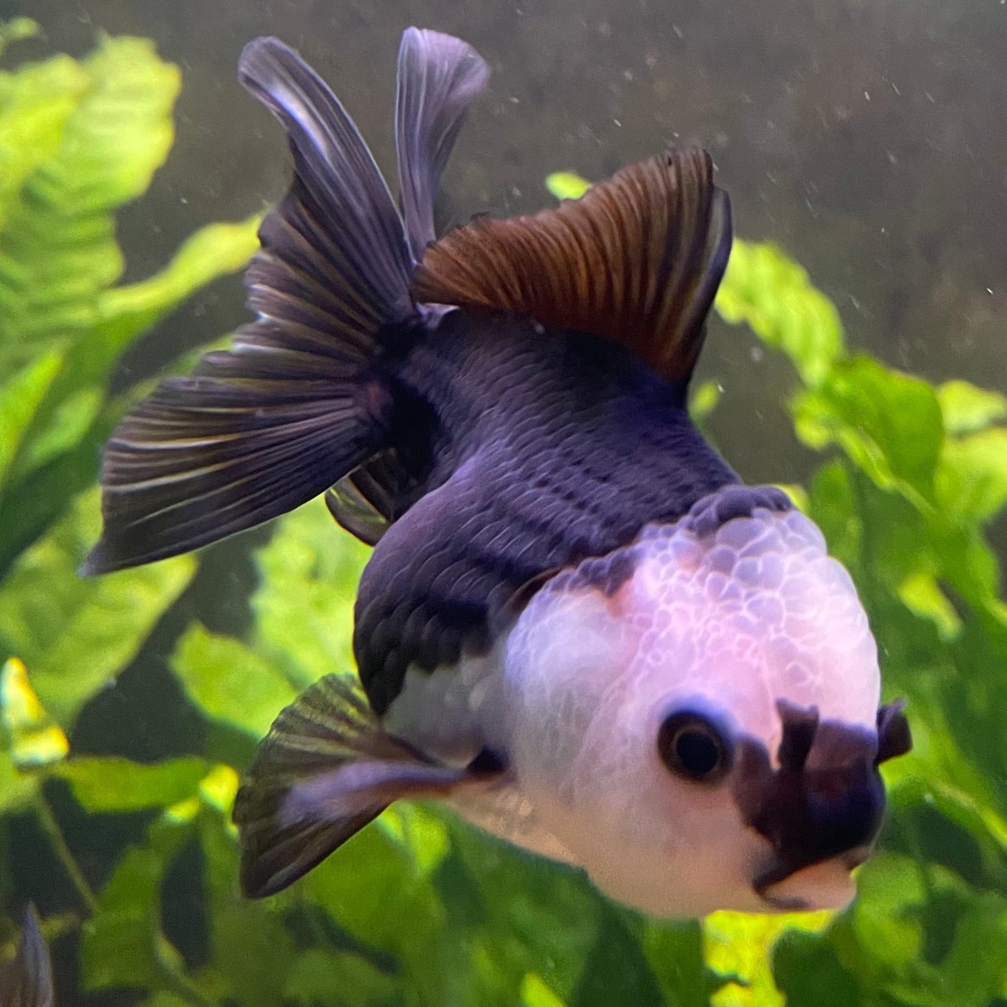 the-fish-farm Goldfish 9cm Oranda - Panda one only -3 Panda Oranda - The Fish Farm Australia