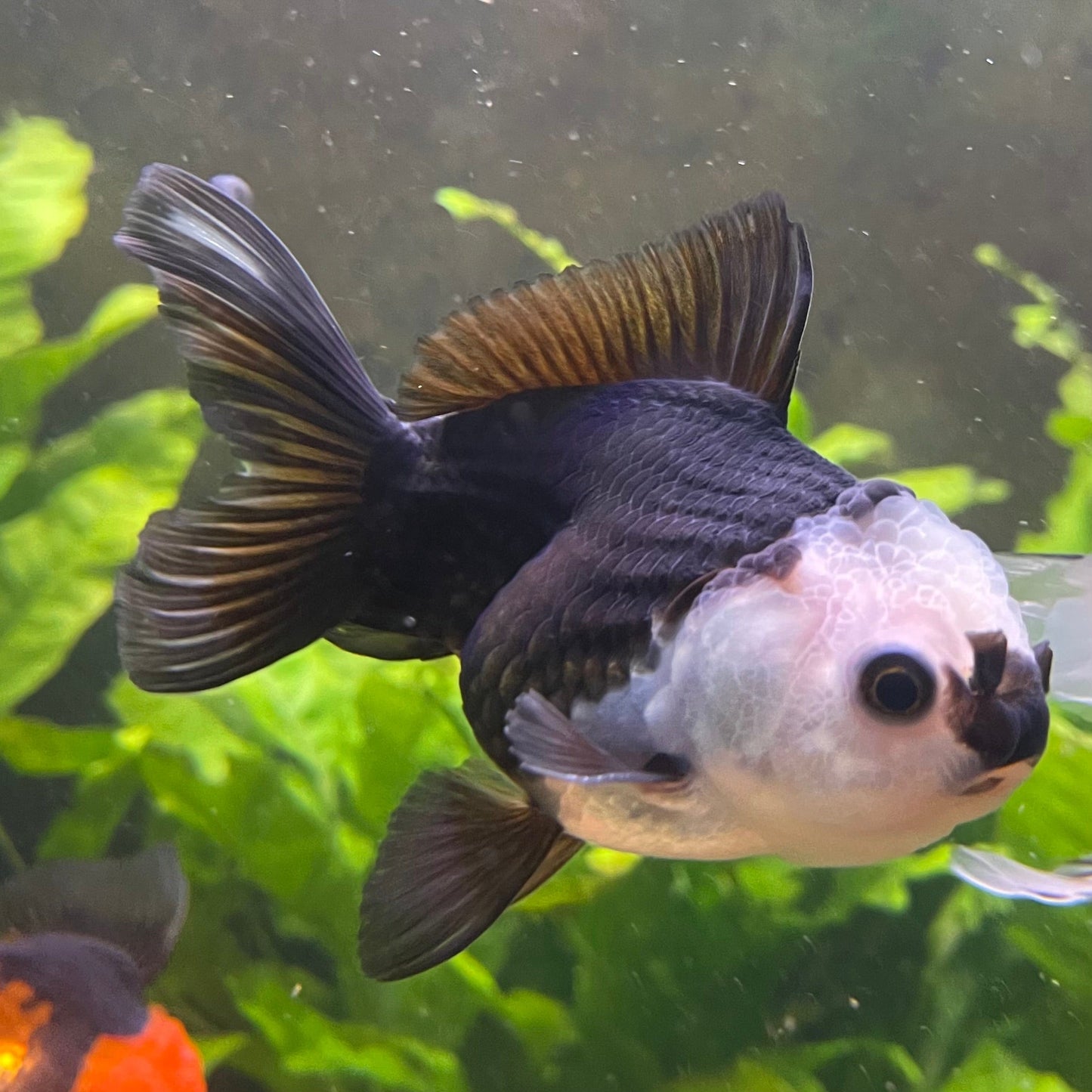 the-fish-farm Goldfish 9cm Oranda - Panda one only -3 Panda Oranda - The Fish Farm Australia