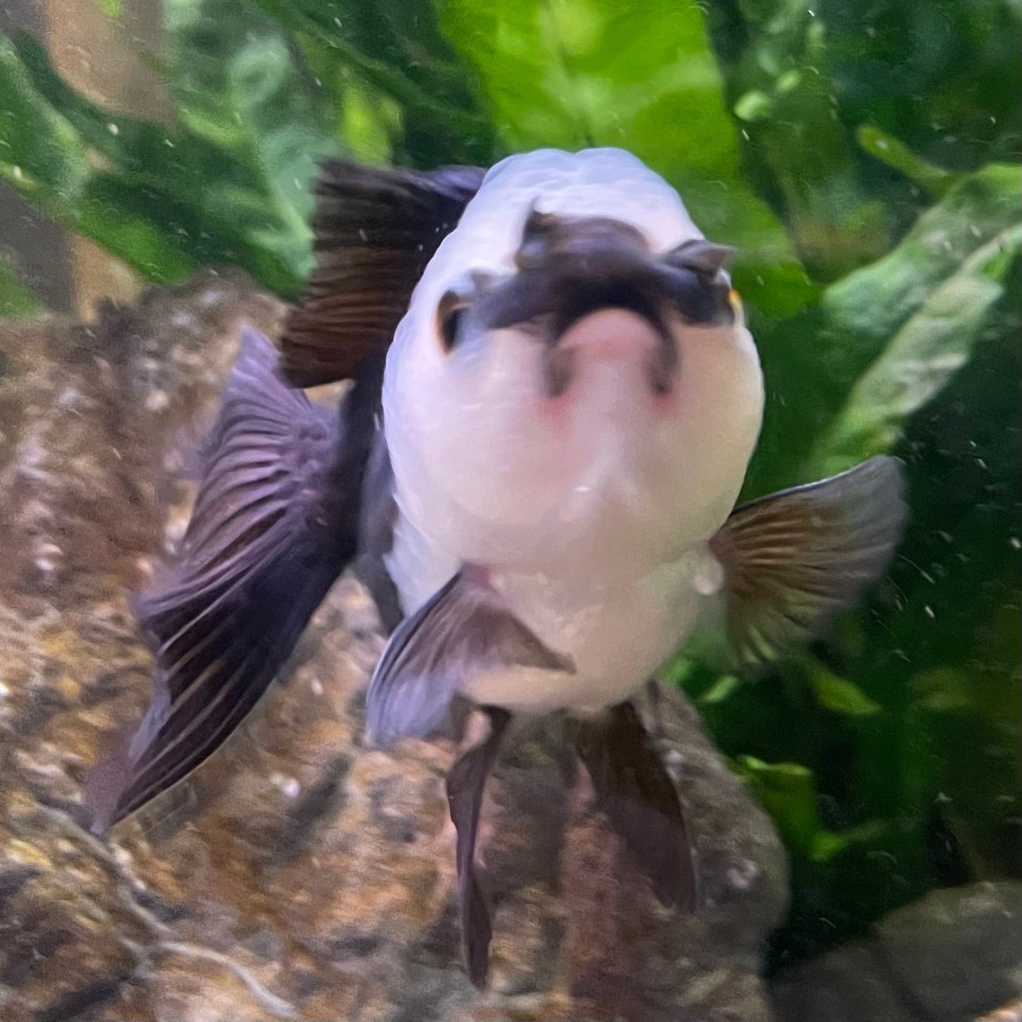 the-fish-farm Goldfish 9cm Oranda - Panda one only -3 Panda Oranda - The Fish Farm Australia