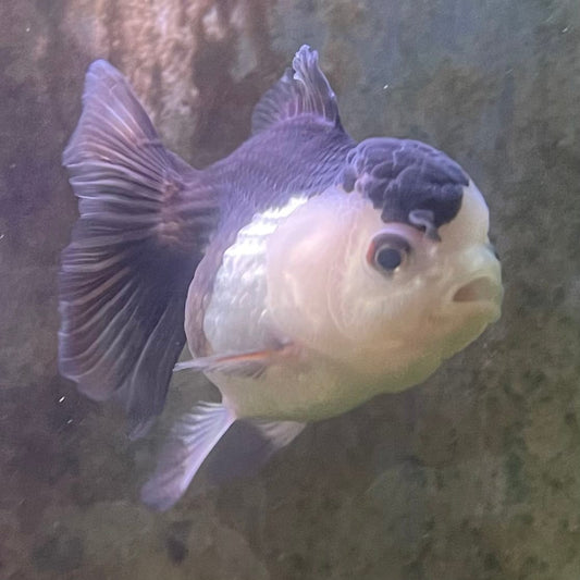 the-fish-farm Goldfish 9cm Oranda - Panda one only -3 Panda Oranda - The Fish Farm Australia