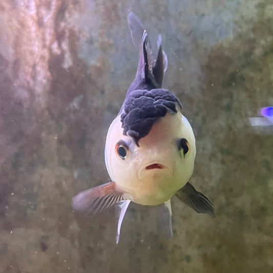 the-fish-farm Goldfish 9cm Oranda - Panda one only -3 Panda Oranda - The Fish Farm Australia