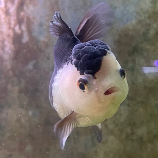 the-fish-farm Goldfish 9cm Oranda - Panda one only -3 Panda Oranda - The Fish Farm Australia