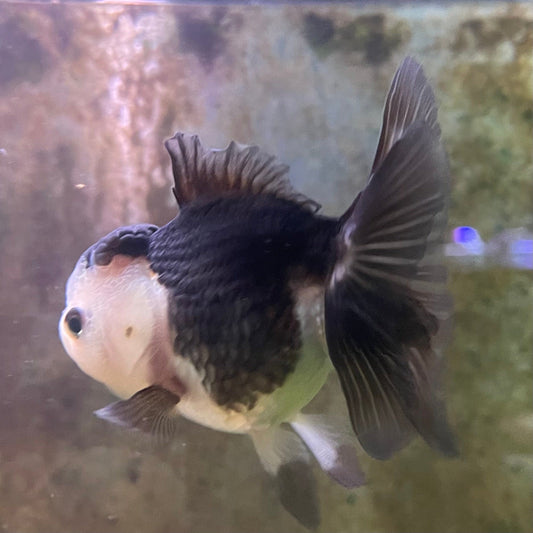 the-fish-farm Goldfish 9cm Oranda - Panda one only -3 Panda Oranda - The Fish Farm Australia