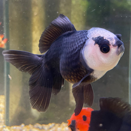 the-fish-farm Goldfish 9cm Oranda - Panda one only -3 Panda Oranda - The Fish Farm Australia