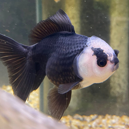 the-fish-farm Goldfish 9cm Oranda - Panda one only -3 Panda Oranda - The Fish Farm Australia