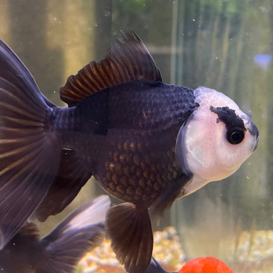 the-fish-farm Goldfish 9cm Oranda - Panda one only -3 Panda Oranda - The Fish Farm Australia