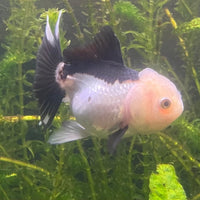 the-fish-farm Goldfish 9cm Oranda - Panda one only - 4 Panda Oranda - The Fish Farm Australia
