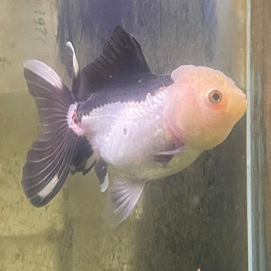 the-fish-farm Goldfish 9cm Oranda - Panda one only - 4 Panda Oranda - The Fish Farm Australia