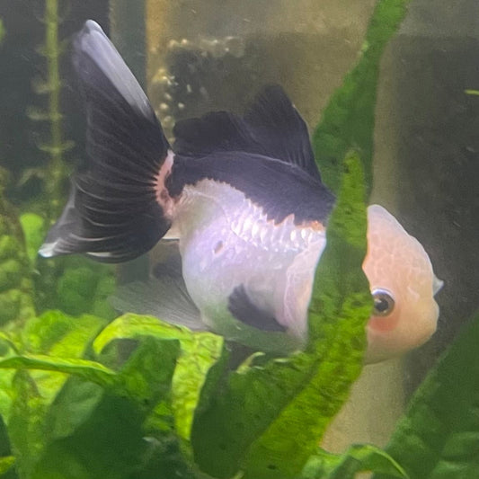 the-fish-farm Goldfish 9cm Oranda - Panda one only - 4 Panda Oranda - The Fish Farm Australia