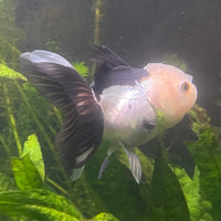 the-fish-farm Goldfish 9cm Oranda - Panda one only - 4 Panda Oranda - The Fish Farm Australia