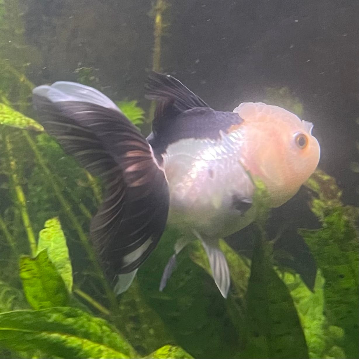 the-fish-farm Goldfish 9cm Oranda - Panda one only - 4 Panda Oranda - The Fish Farm Australia