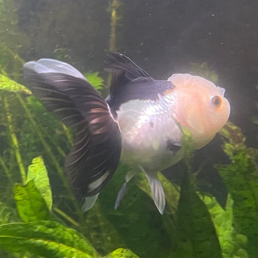 the-fish-farm Goldfish 9cm Oranda - Panda one only - 4 Panda Oranda - The Fish Farm Australia