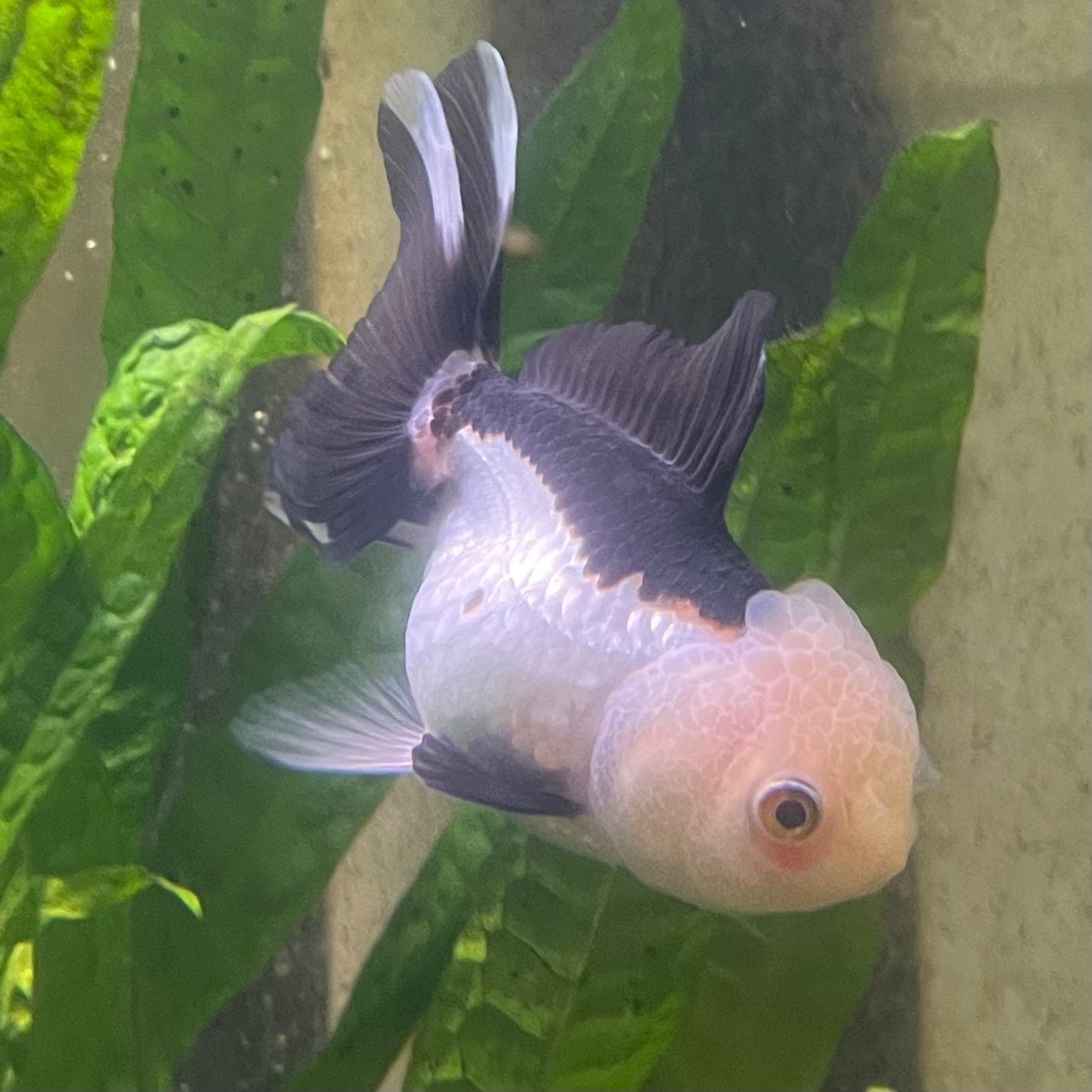 the-fish-farm Goldfish 9cm Oranda - Panda one only - 4 Panda Oranda - The Fish Farm Australia
