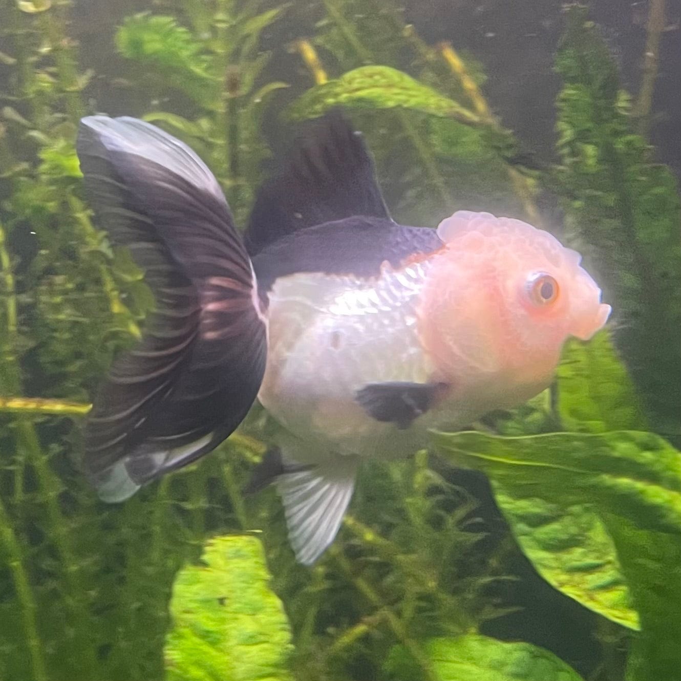 the-fish-farm Goldfish 9cm Oranda - Panda one only - 4 Panda Oranda - The Fish Farm Australia