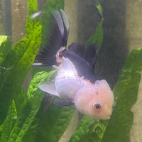 the-fish-farm Goldfish 9cm Oranda - Panda one only - 4 Panda Oranda - The Fish Farm Australia