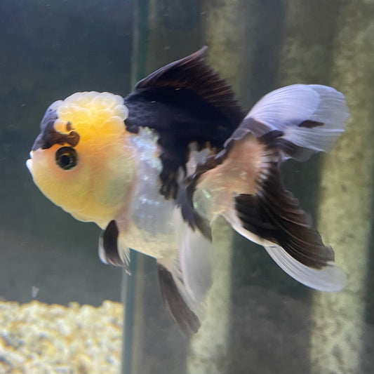 the-fish-farm Goldfish 9cm Oranda - Panda one only - 5 Panda Oranda - The Fish Farm Australia